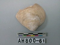 藏品(貝類)的圖片